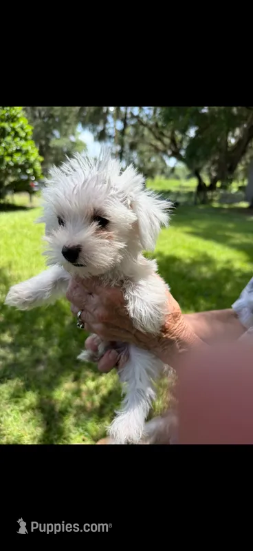 Boy 1 – Maltese puppy for sale in Morriston, FL