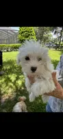 Boy 1, a male Maltese for sale in Morriston, FL – 2 of 2