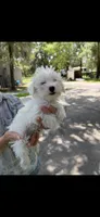 Boy 2 , a male Maltese for sale in Morriston, FL – 2 of 2
