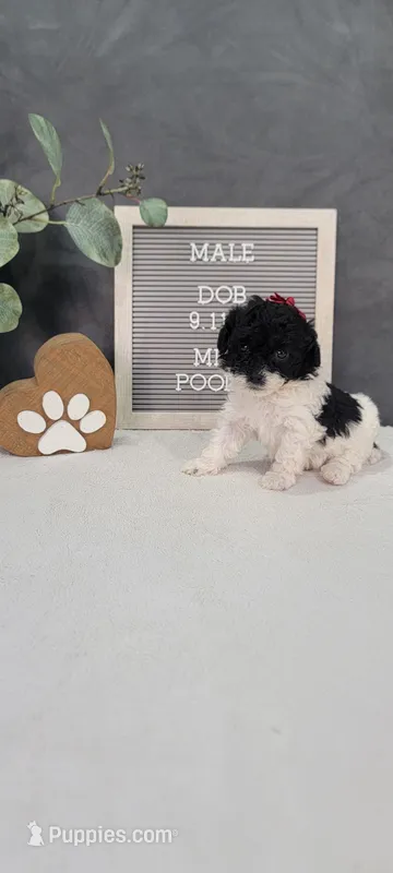Oliver  – Poodle - Miniature  puppy for sale in Kalamazoo, MI
