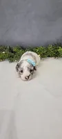 Oliver , a male Poodle - Miniature  for sale in Kalamazoo, MI – 2 of 3