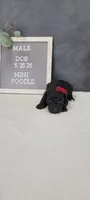 Milo , a male Poodle - Miniature  for sale in Kalamazoo, MI – 2 of 3