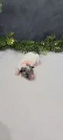 Bella, a female Poodle - Miniature  for sale in Kalamazoo, MI – 2 of 4