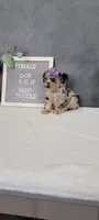 Avery, a female Poodle - Miniature  for sale in Kalamazoo, MI – 5 of 5