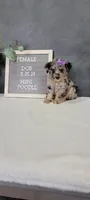 Avery, a female Poodle - Miniature  for sale in Kalamazoo, MI – 4 of 5