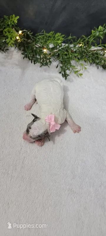 Lexi – Poodle - Miniature  puppy for sale in Kalamazoo, MI