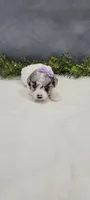 Penny , a female Poodle - Miniature  for sale in Kalamazoo, MI – 2 of 3