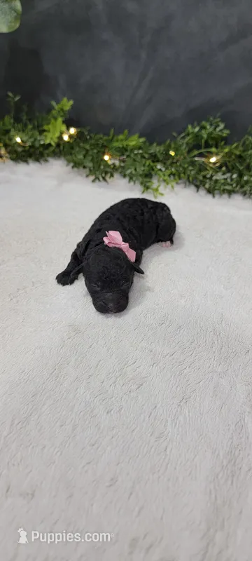 Daisy – Poodle - Miniature  puppy for sale in Kalamazoo, MI