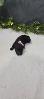 Daisy, a female Poodle - Miniature  for sale in Kalamazoo, MI – 1 of 4