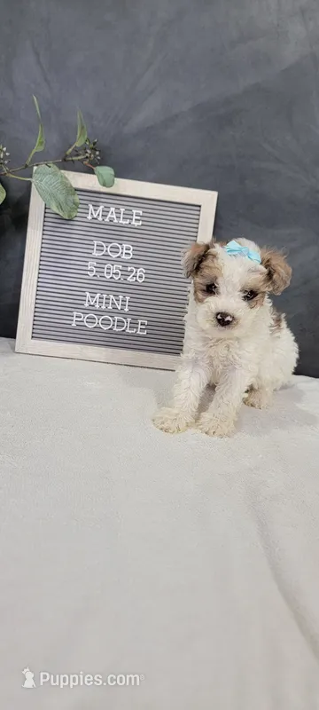 Buster – Poodle - Miniature  puppy for sale in Kalamazoo, MI
