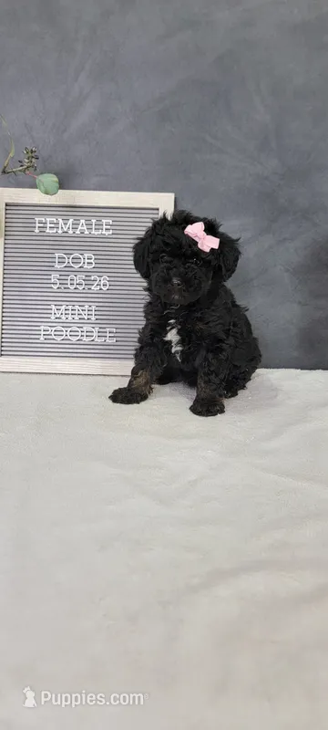 Alice  – Poodle - Miniature  puppy for sale in Kalamazoo, MI