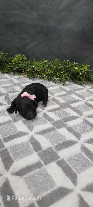 Alice  – Poodle - Miniature  puppy for sale in Kalamazoo, MI