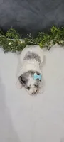 Oliver , a male Poodle - Miniature  for sale in Kalamazoo, MI – 3 of 3