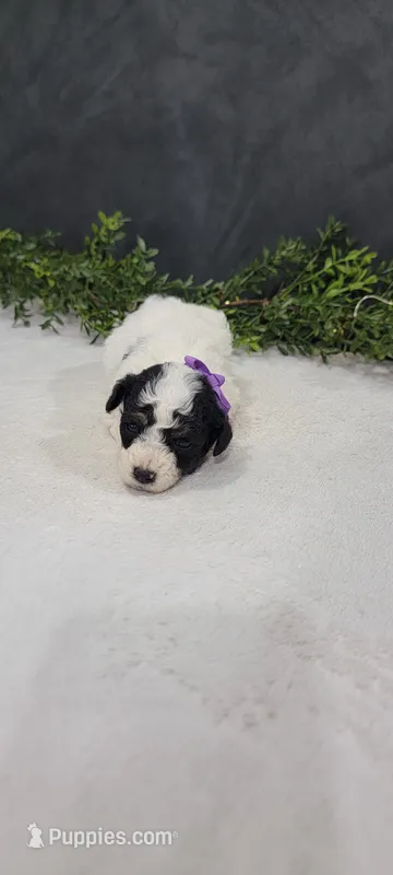 Roxie – Poodle - Miniature  puppy for sale in Kalamazoo, MI