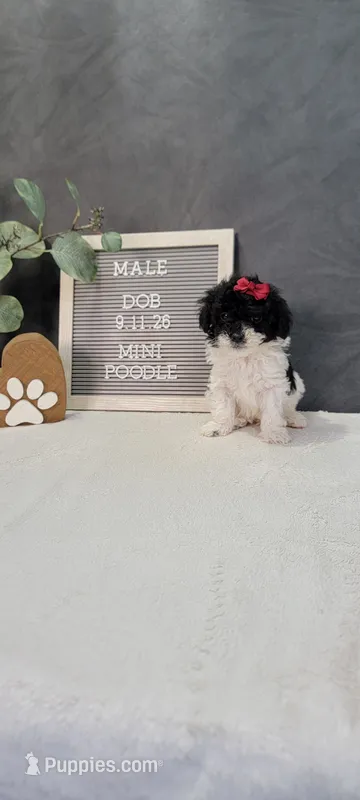 Oliver  – Poodle - Miniature  puppy for sale in Kalamazoo, MI