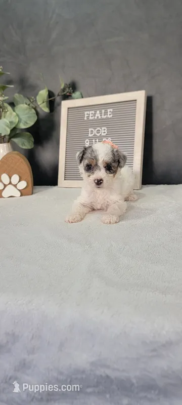 Lexi – Poodle - Miniature  puppy for sale in Kalamazoo, MI