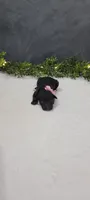Daisy, a female Poodle - Miniature  for sale in Kalamazoo, MI – 3 of 4