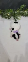 Roxie, a female Poodle - Miniature  for sale in Kalamazoo, MI – 2 of 3
