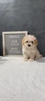 Precious , a female Poodle - Miniature  for sale in Kalamazoo, MI – 2 of 4