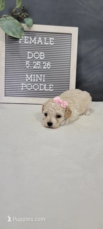 Precious  – Poodle - Miniature  puppy for sale in Kalamazoo, MI