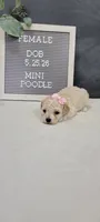 Precious , a female Poodle - Miniature  for sale in Kalamazoo, MI – 1 of 4
