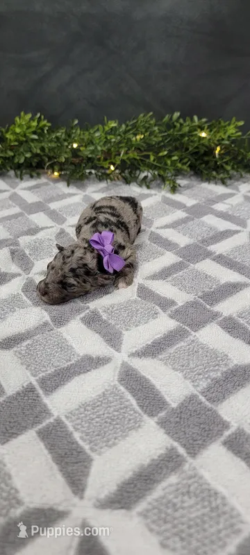 Avery – Poodle - Miniature  puppy for sale in Kalamazoo, MI