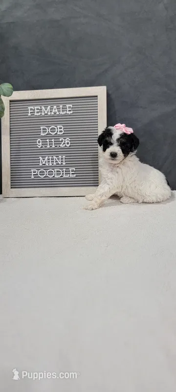 Roxie – Poodle - Miniature  puppy for sale in Kalamazoo, MI