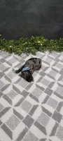 Max, a male Poodle - Miniature  for sale in Kalamazoo, MI – 3 of 3