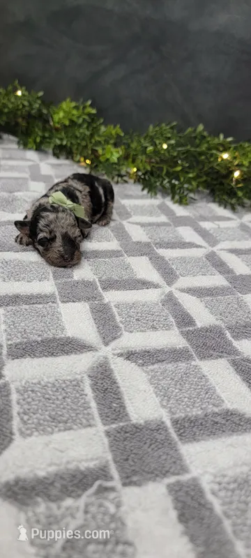 Coco – Poodle - Miniature  puppy for sale in Kalamazoo, MI