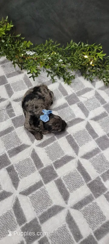 Max – Poodle - Miniature  puppy for sale in Kalamazoo, MI