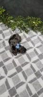 Max, a male Poodle - Miniature  for sale in Kalamazoo, MI – 1 of 3