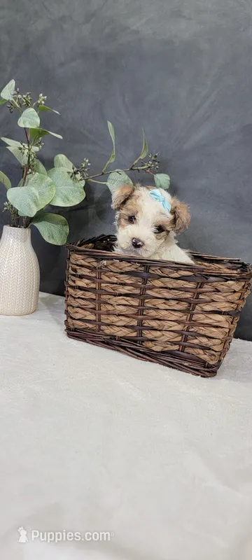 Buster – Poodle - Miniature  puppy for sale in Kalamazoo, MI