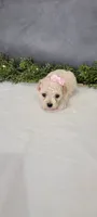 Precious , a female Poodle - Miniature  for sale in Kalamazoo, MI – 4 of 4