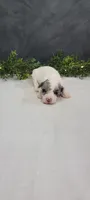 Lexi, a female Poodle - Miniature  for sale in Kalamazoo, MI – 2 of 6