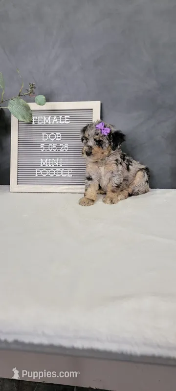 Avery – Poodle - Miniature  puppy on hold in Kalamazoo, MI