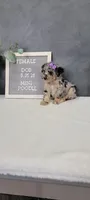 Avery, a female Poodle - Miniature  for sale in Kalamazoo, MI – 1 of 5