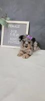 Avery, a female Poodle - Miniature  for sale in Kalamazoo, MI – 2 of 5