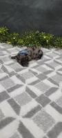 Max, a male Poodle - Miniature  for sale in Kalamazoo, MI – 2 of 3