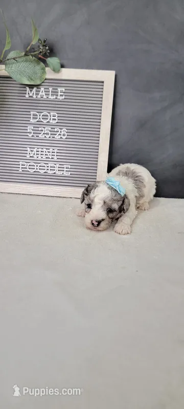 Oliver  – Poodle - Miniature  puppy for sale in Kalamazoo, MI