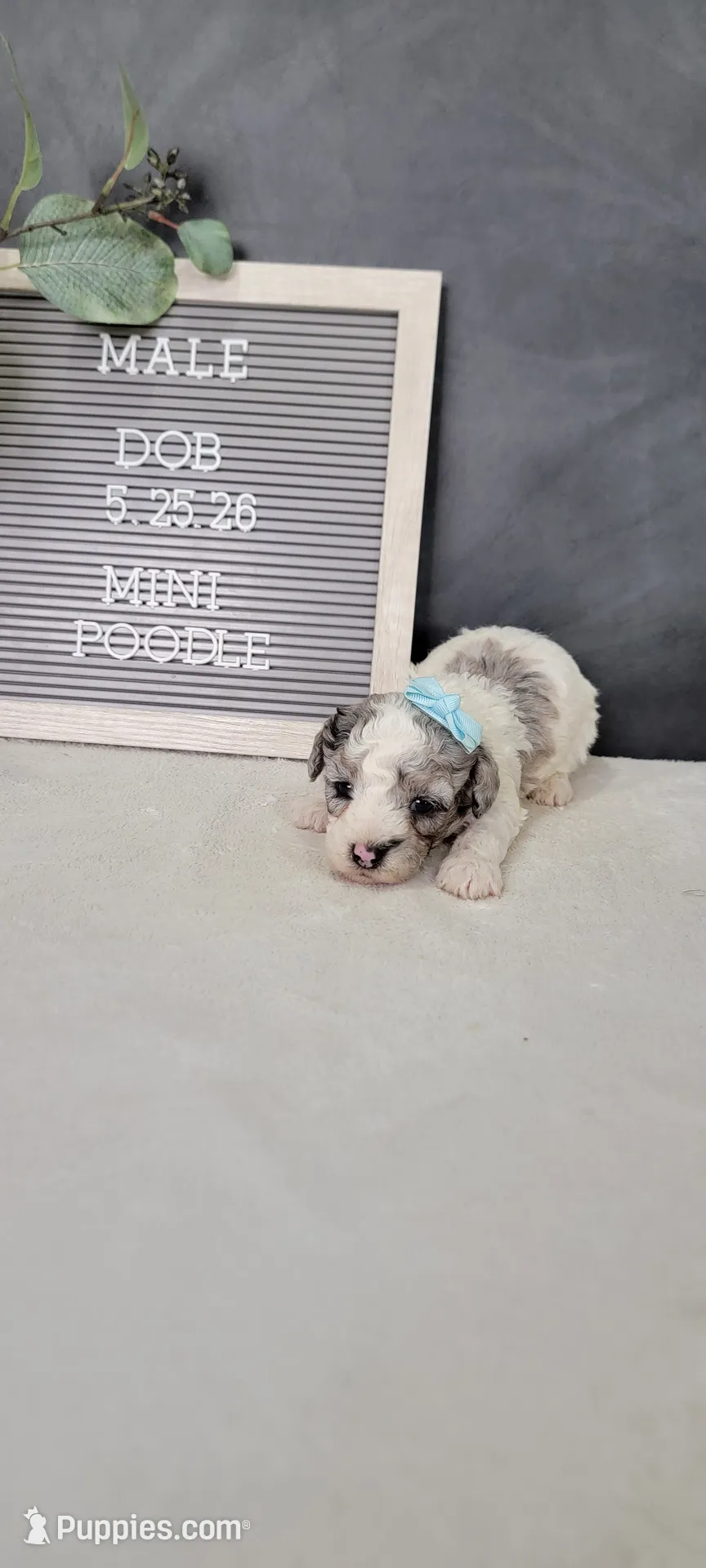 Oliver – Poodle - Miniature Puppy for Sale in Kalamazoo, MI
