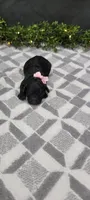 Alice , a female Poodle - Miniature  for sale in Kalamazoo, MI – 2 of 2