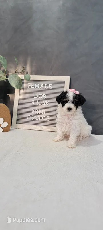 Roxie – Poodle - Miniature  puppy for sale in Kalamazoo, MI