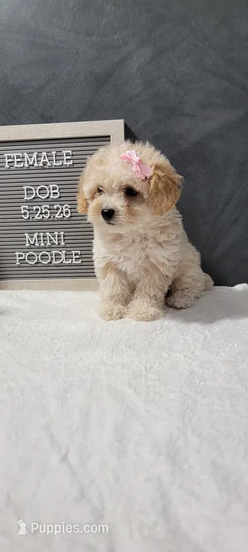 Precious  – Poodle - Miniature  puppy for sale in Kalamazoo, MI