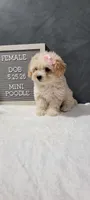 Precious , a female Poodle - Miniature  for sale in Kalamazoo, MI – 1 of 4