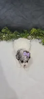 Penny , a female Poodle - Miniature  for sale in Kalamazoo, MI – 3 of 3