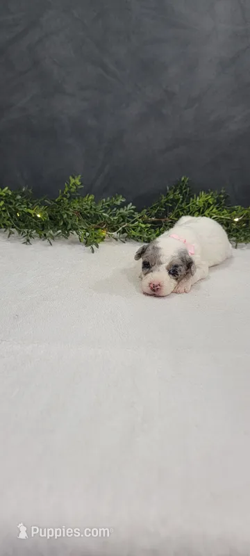 Lexi – Poodle - Miniature  puppy for sale in Kalamazoo, MI