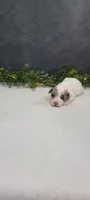 Lexi, a female Poodle - Miniature  for sale in Kalamazoo, MI – 1 of 6