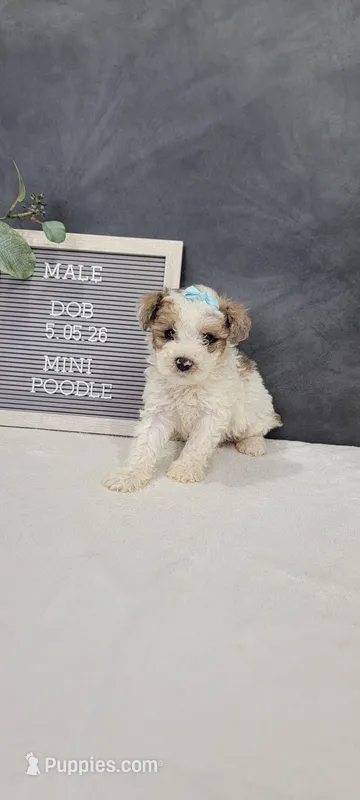 Buster – Poodle - Miniature  puppy for sale in Kalamazoo, MI