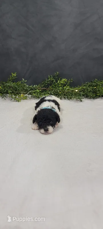 Oliver  – Poodle - Miniature  puppy for sale in Kalamazoo, MI