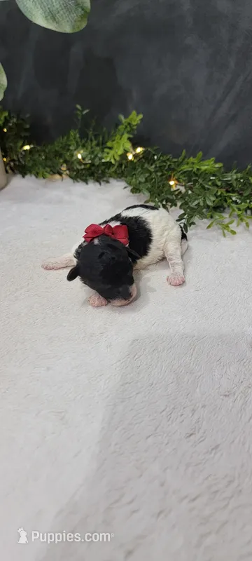 Oliver  – Poodle - Miniature  puppy for sale in Kalamazoo, MI